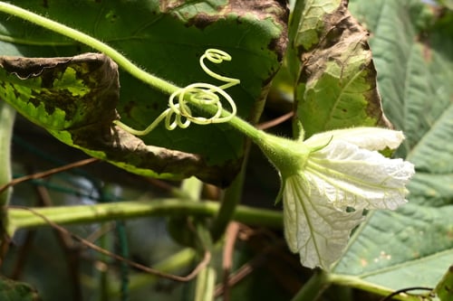 ひょうたん,ヒサゴの花,ヒョウタン