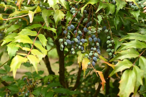 ひいらぎなんてん,柊南天の木,ヒイラギナンテン