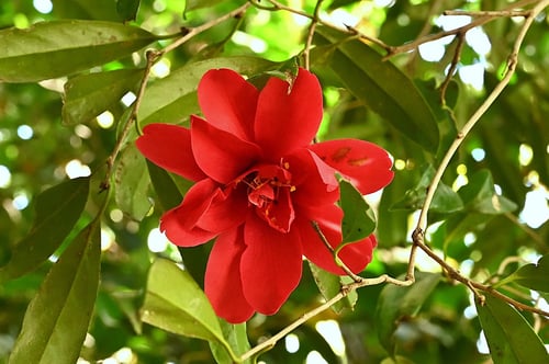 やぶつばき,ヤブツバキ,種類