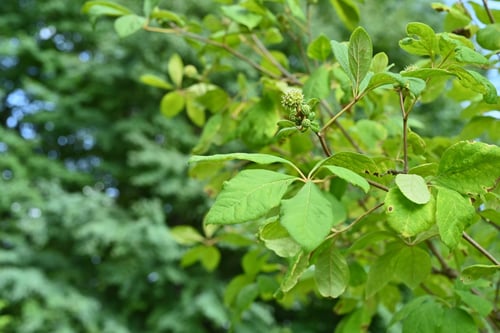 けやまうこぎ,樹木
