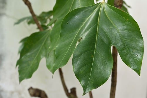 カクレミノ,かくれみの,樹木,隠れ蓑