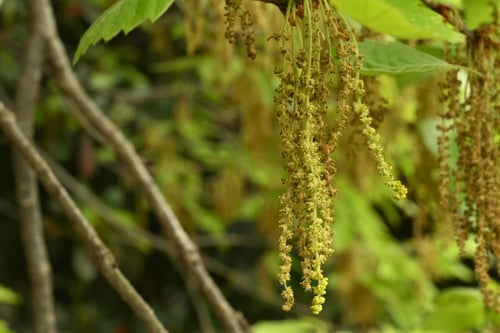楢の木の花,こなら