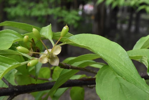 春小金花の果実,さんしゅゆ,サンシュユ