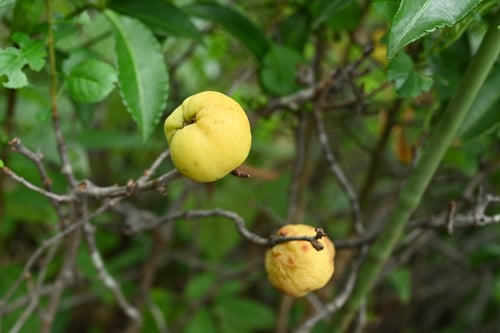 草木瓜の実,くさぼけ
