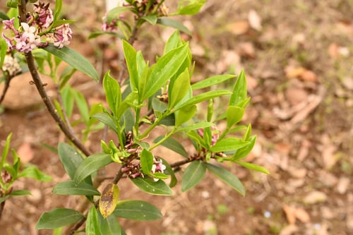 沈丁花,植木,じんちょうげ