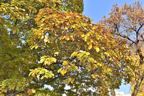 花,コブシ,辛夷の黄葉,こぶし,画像