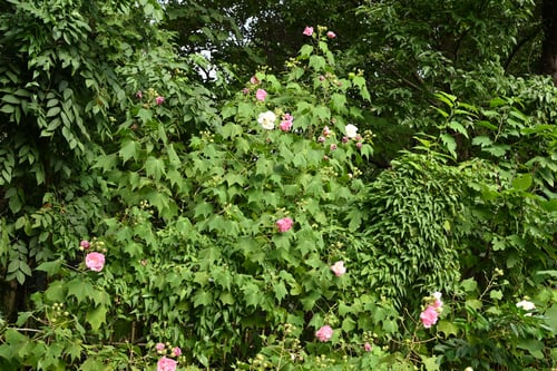 酔芙蓉,スイフヨウ,すいふよう