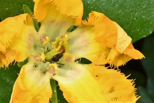 あさざ,アサザ,荇,水草