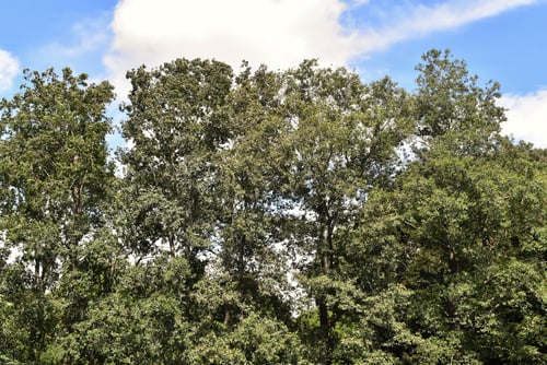 トネリコの木,とねりこ,特徴