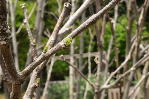 ムクゲ,むくげ,樹木,特徴,種類