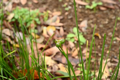 タマスダレ，たますだれ,種子