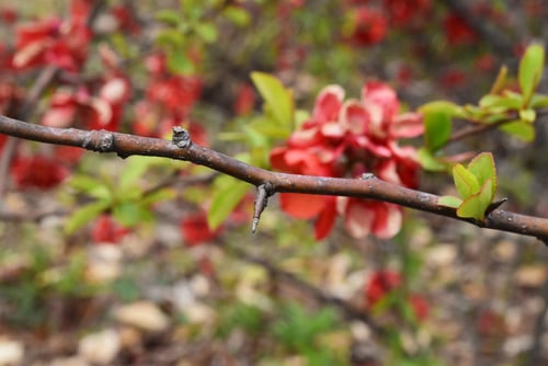ぼけ,はな,木瓜