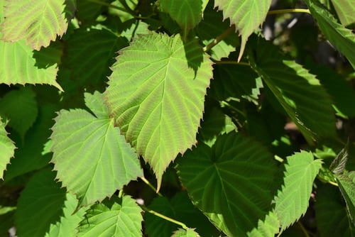 はんかちのき,葉っぱ,ハンカチノキ