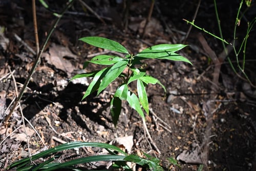 しらかし,白樫の苗,シラカシ