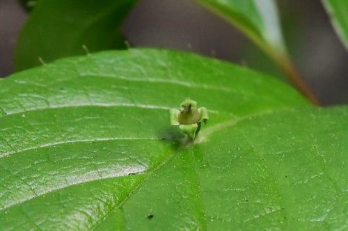 雌雄異株,雄花,雌花,ハナイカダ