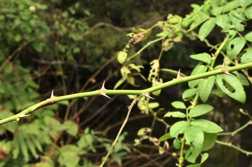 のいばら,野薔薇,野茨