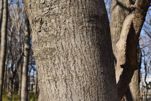 茶,目薬の木,成分,メグスリノキ
