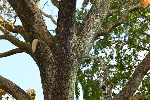 ハナミズキとヤマボウシ,はなみずき,花水木