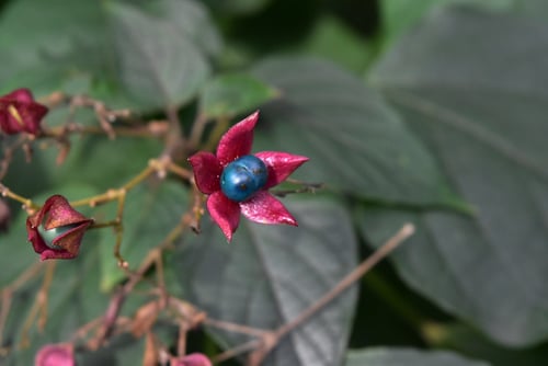 クサギの実,くさぎ,臭桐の意味