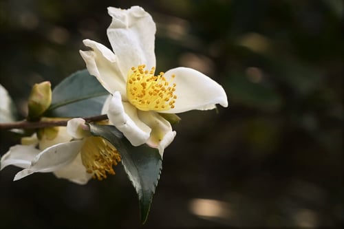さざんか,山茶花の木,特徴,サザンカ