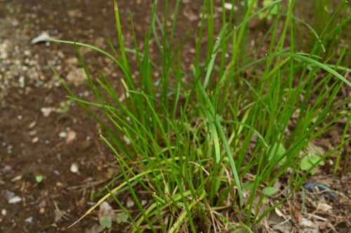 たますだれ,タマスダレ,ゼフィランサス