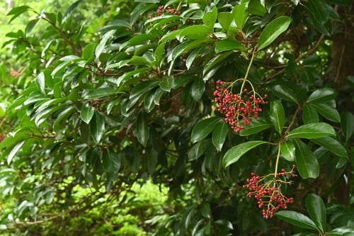 サンゴジュの実,画像,さんごじゅ,珊瑚樹