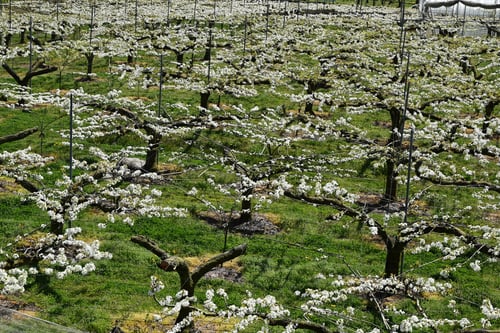 ナシ,果樹,梨の木