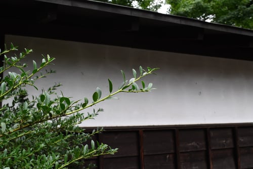 犬柘植(イヌツゲ)