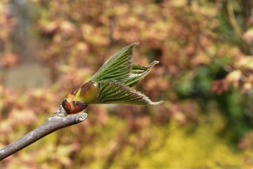 はんかちのき,新芽が出る,ハンカチノキ