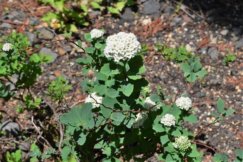 息吹下野,花,しもつけ