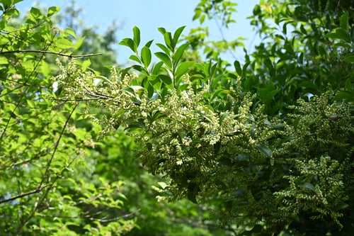 しゃしゃん坊の木,シャシャンボ