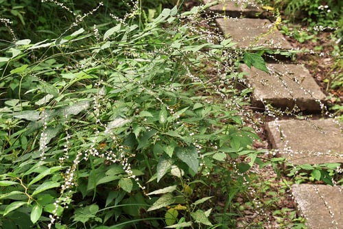 ヌスビトハギ,ぬすびとはぎ,草