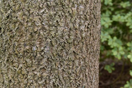 トチノキの樹皮,とちのき