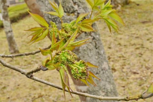 ヤチダモの葉っぱ,やちだも,材木