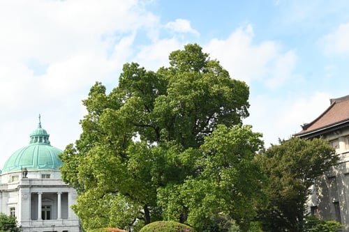 ユリノキ,チューリップツリー