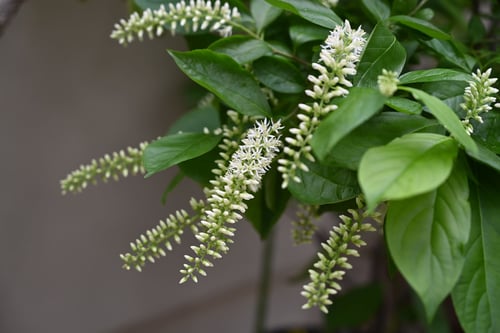 リョウブに似ている木,りょうぶ