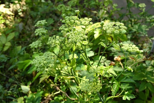あしたば,植物,アシタバ