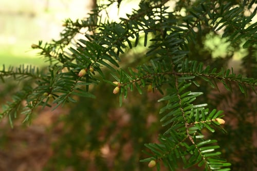 つが,開花時期,ツガの木