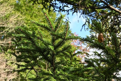 Sakhalin spruce,アカエゾマツ