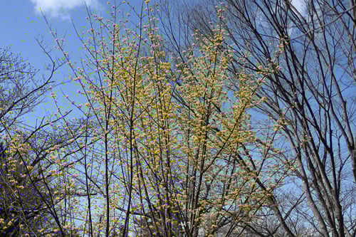 さんしゅゆ,花,時期,サンシュユ,山茱萸