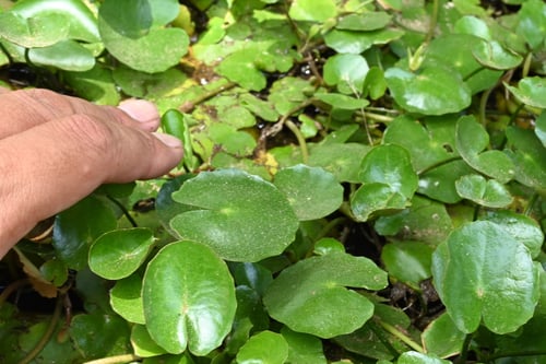 アサザの葉,あさざ,植物