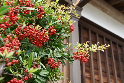 常盤山査子,特徴,ピラカンサ