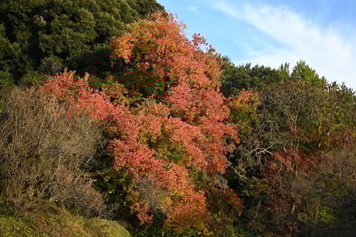 ナンキンハゼ,Chinese tallow tree,red leaves