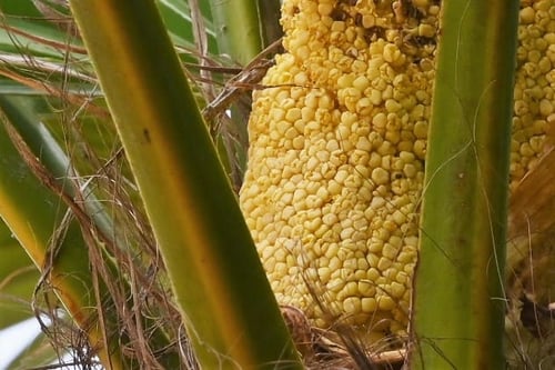 シュロの木,しゅろ,木,シュロの蕾