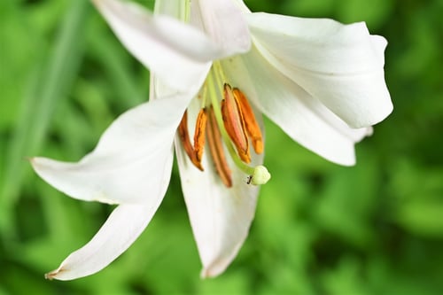 笹百合のシベ,ササユリ