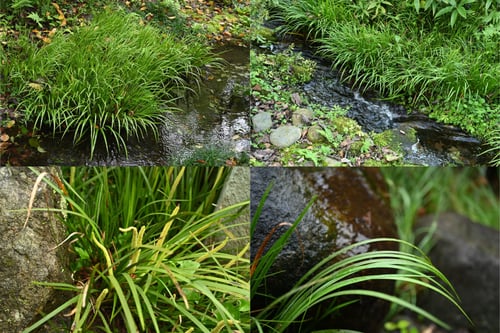 地被植物,せきしょう,セキショウ