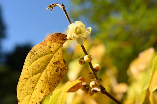 ソシンロウバイの花,画像,そしんろうばい