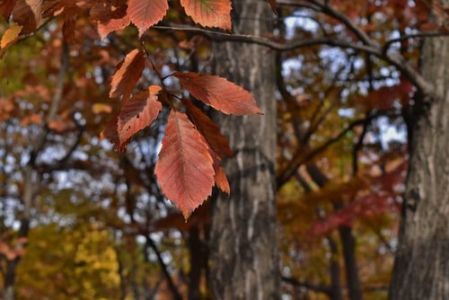 コナラの紅葉,画像