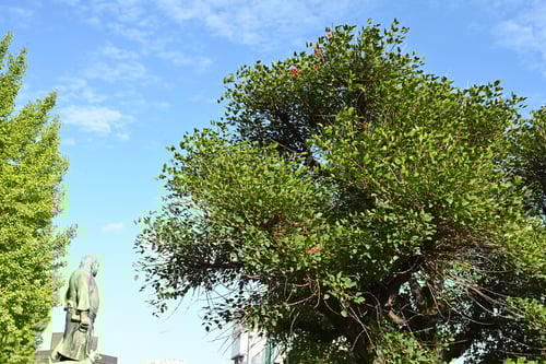 アメリカデイゴ,デイゴの木,樹木図鑑,あめりかでいご