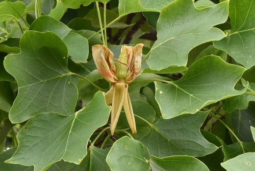 チューリップツリー,花,ゆりのき